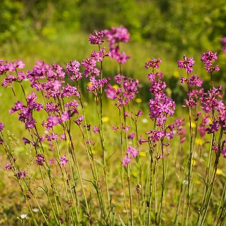 Trojmiasto Nad Jeziorem Dom -echochata Kamień