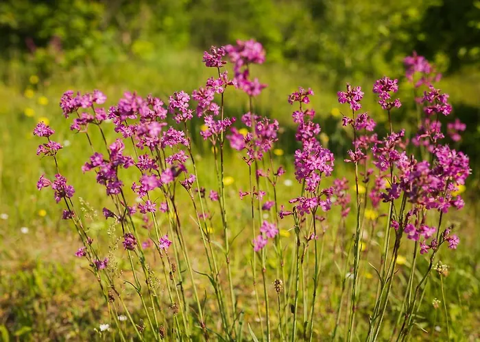 Trojmiasto Nad Jeziorem Dom -echochata Kamień